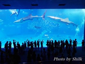 沖縄の美ら海水族館