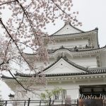 小田原城に桜を見に行ってきました♪