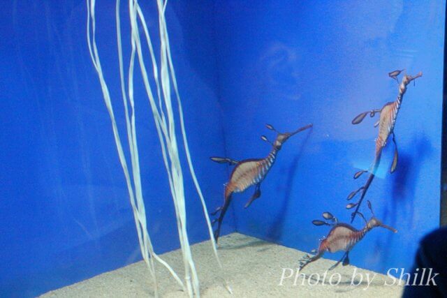サンシャイン水族館：大海の旅