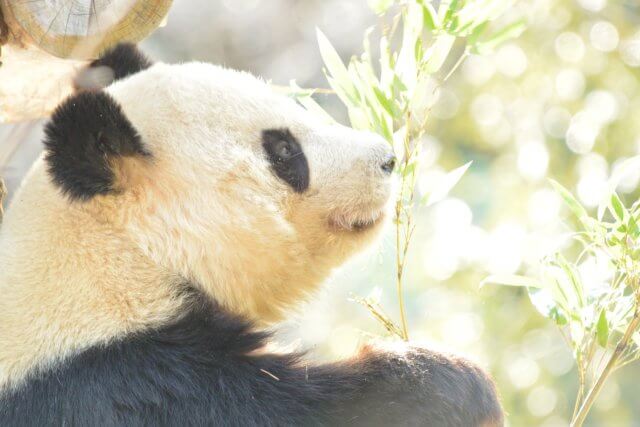 上野動物園のパンダのイメージ
