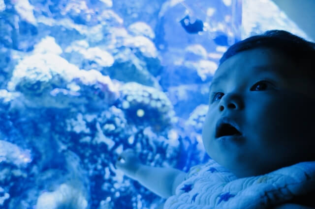 赤ちゃんと行く水族館